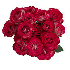 Pink Roses